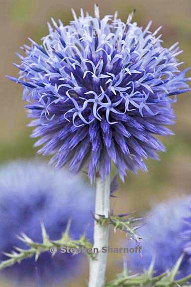 echinops ritro e graphic